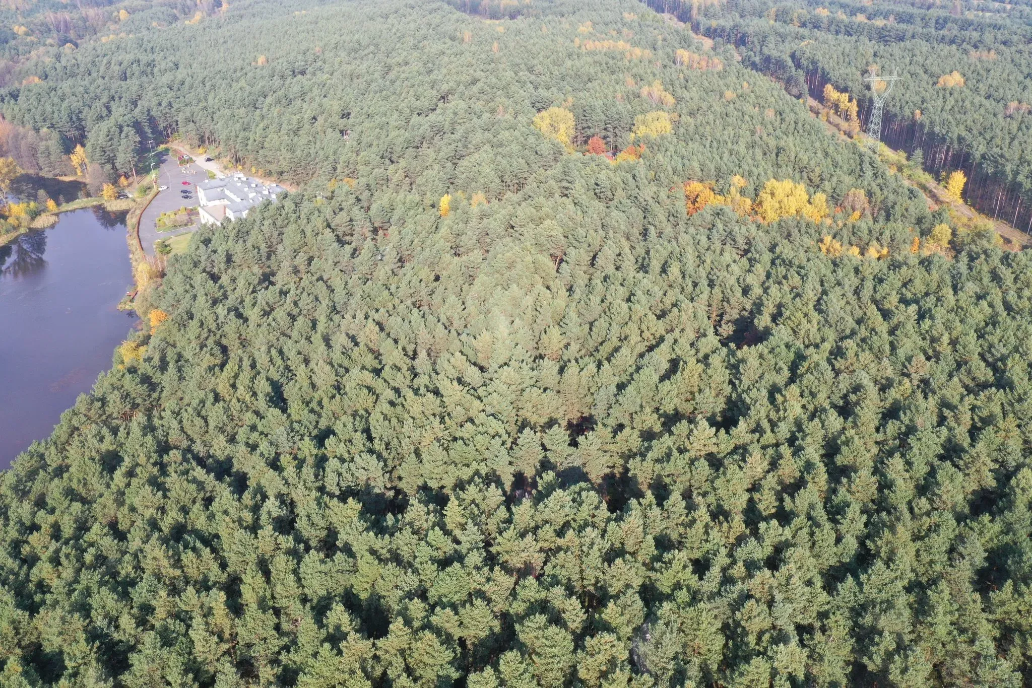 Nieruchomość w sercu lasu